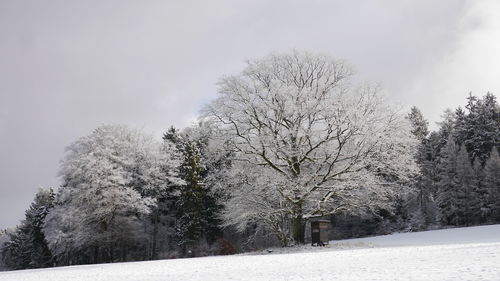 Bare trees on snow covered landscape