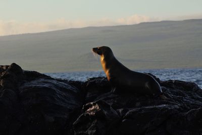 Seal on rock at shore against sky