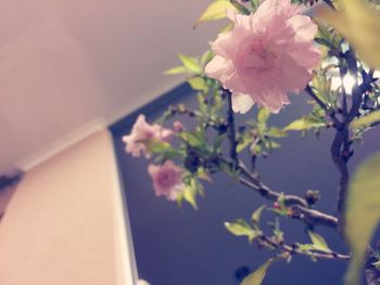 Close-up of pink flowers