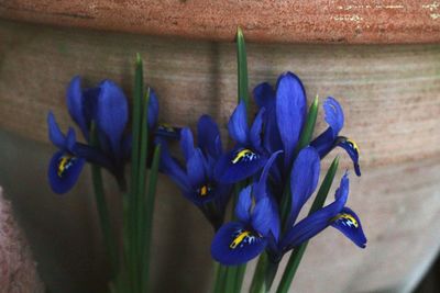 Close-up of purple flowers