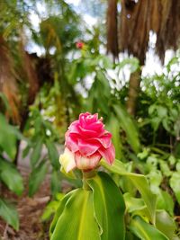 Close-up of pink flower blooming outdoors