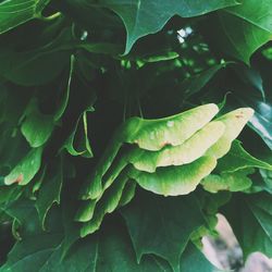 Close-up of green leaves