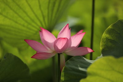 Close-up of pink water lily