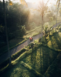 People on street amidst trees on field