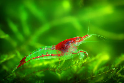 Close-up of insect on leaf