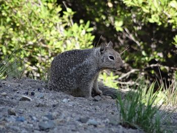 Close-up of squirrel on field