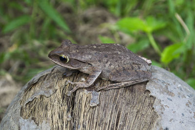 Close-up of lizard on wood