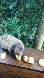 Close-up of cat