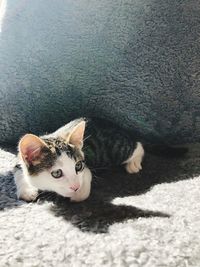 Portrait of cat lying on rug