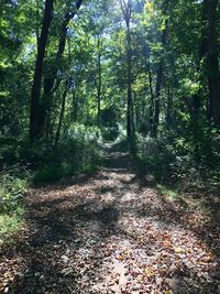 Trees in forest