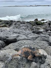 Scenic view of lava rocks on santa cruz island galapagos 