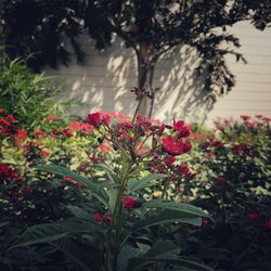 Close-up of red flowers growing on tree