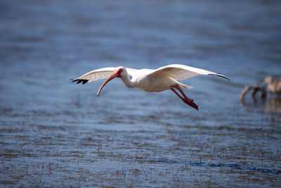 American white ibis eudocimus albus bird flies in and lands in a pond at tigertail beach