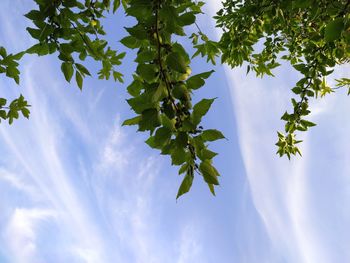 Low angle view of leaves against sky