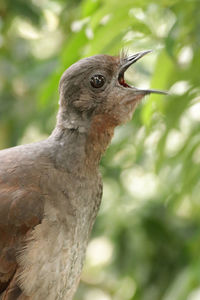 Close-up of a bird looking away