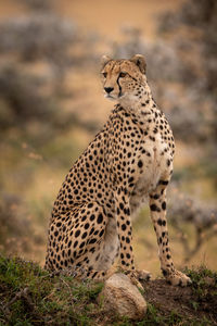 Cheetah sitting on rock in zoo