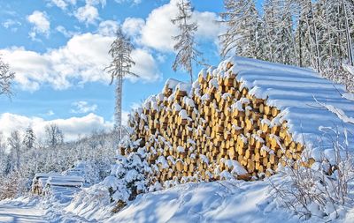 Snow covered trees on field against sky