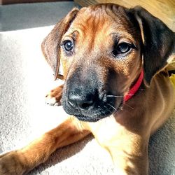 Close-up of a dog