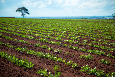 Scenic view of agricultural field against sky