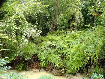 High angle view of trees growing on field