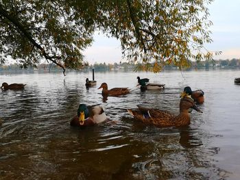 Ducks swimming in lake