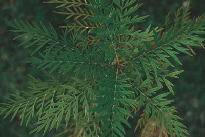 Close-up of pine tree