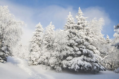 Snow covered plants and trees against sky