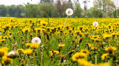 Close-up of yellow flowers on field