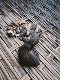 High angle view of cat resting