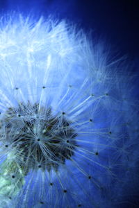 Close-up of dandelion against blue sky