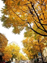 Low angle view of trees against sky during autumn