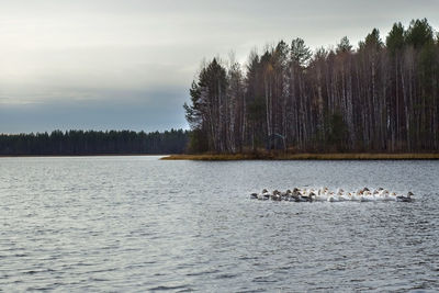 View of birds in lake against sky