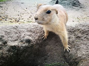 Close-up of rabbit