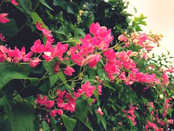 Close-up of pink flowers