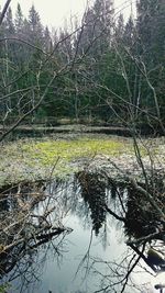 Bare trees in the park