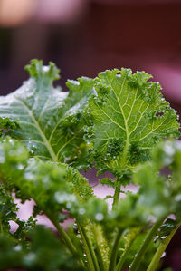 Close-up of fresh green plant
