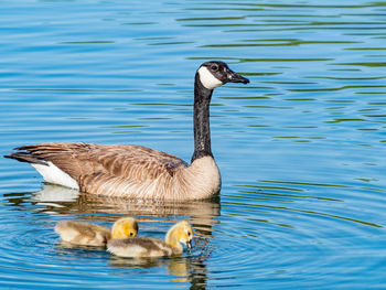 Duck swimming in lake