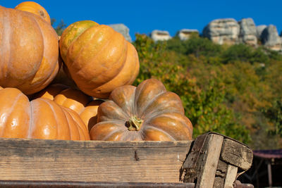 Close-up of pumpkins on table