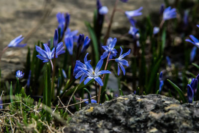 Close-up of purple crocus blooming outdoors