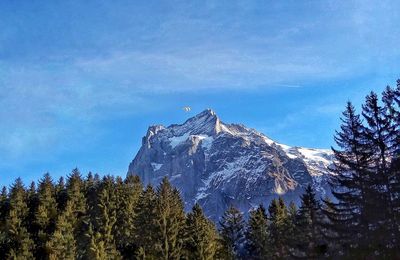 Pine trees on snowcapped mountain against sky