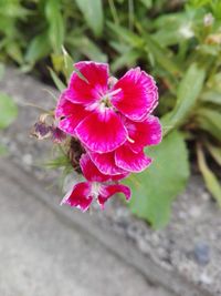 High angle view of pink flowering plant