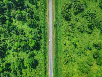 High angle view of road amidst trees