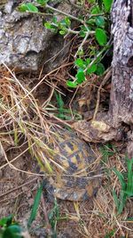 High angle view of lizard on field