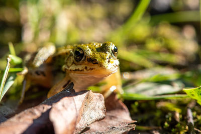 Close-up of frog