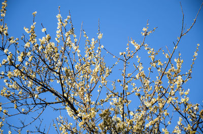 Low angle view of flowers blooming on tree