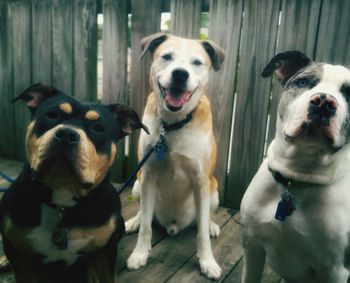 Close-up portrait of dogs