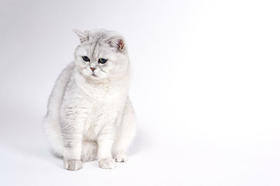 Portrait of cat sitting on white background