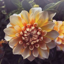 Close-up of yellow flower blooming outdoors