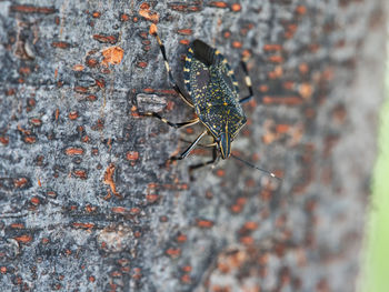 Close-up of spider on wall