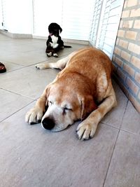 Dog relaxing outdoors